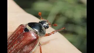 Der Maikäfer