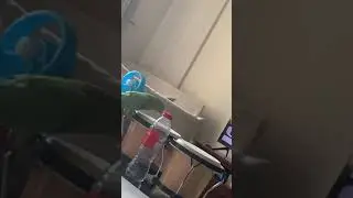 Sammy the Indian Ringneck on the Bongos