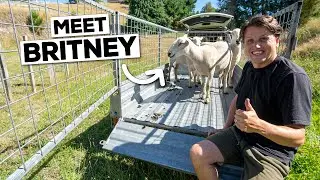 We Got Some Sheep!