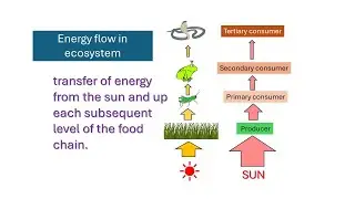 Energy flow in Ecosystem | Fixation of solar energy | Transfer of energy in the food chain |