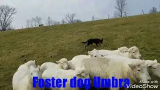 Foster dog Umbra - progress!