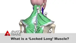 Rotator Cuff Exercises, Anatomy Trains and more.