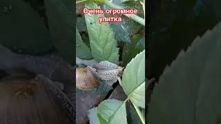 #cat #catlover #pets #funny #cute #залетит #подпишись #кот #улитка #топ#другой #cute