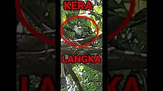 VIDEO VIRAL !!  Kera langka  dan kera nakal, 