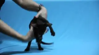 female O*кей Астеропа Беллатрикс / O*kay Asteropa Bellatrix 1,5 месяца/ 35 month