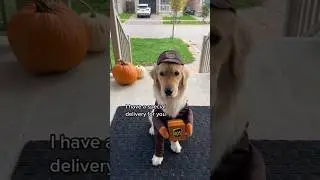 Puppy has a special delivery for you 🥹 