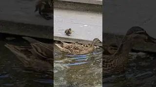 Baby Ducklings swim in High Street Pond