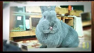 Венские голубые кролики из Рязани