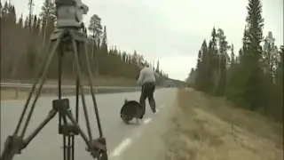 Бойцовый индюк гоняет мужика  Ржач
