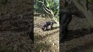 Trabalhar faz muito bem a saúde com os meus companheiros Spyke e Pantera bom tempo XD