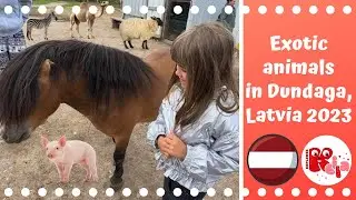 Keila Explores Exotic Animals in Dundaga, Latvija 2023