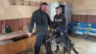 Elite Family and Personal Protection Dog training