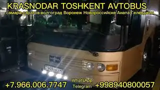 KRASNODAR-TOSHKENT AVTOBUS #шошилинч_хабарлар #мусофир #2023video #официальный #рейсы