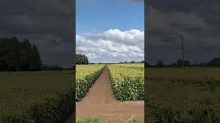 Кукуруза. Скоро сборы.