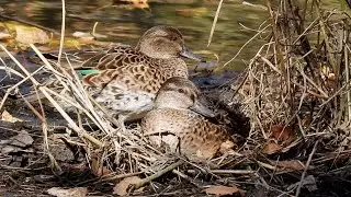 Two Little Green-winged Teal Ducks