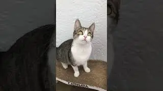 МЯТИНЫ ЗАБАВНЫЕ ПРИВЫЧКИ, ЧАСТЬ 3