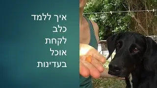 איך ללמד כלב לקחת אוכל בעדינות