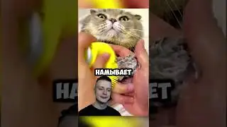Этот Кот не похож на других #shorts #история #фильм #юмор