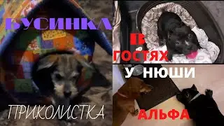 11 сентября 2021 г.БУСИНКА ПРИКОЛИСТКА. АЛЬФА В ГОСТЯХ У НЮШИ.