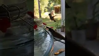 Hummingbird feeding up close, 8x slow-mo