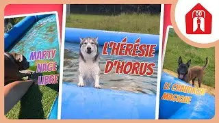 UN VRAI CHAUDRON MAGIQUE ! 🐶 Pension CHEZ MARTH' 87 #37