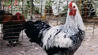 Brama tovuqlar, Брама Куры