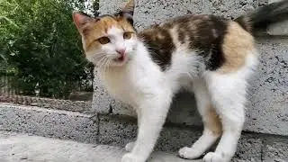 ОГОРОДНЫЕ дела/ Скоро будет вышка.