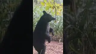 Much Larger Bear standing at the hemp rope #2024 #blackbear #nature #bear #standing #trailcam #wow