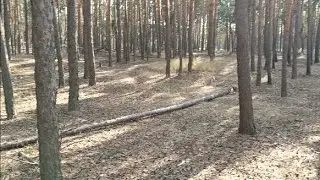 Второй день грибалки. Поиски.