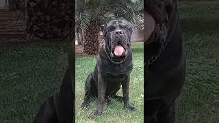 HE IS A CHARISMA / KING OSCAR / CANE CORSO 