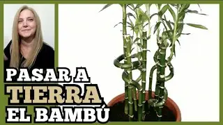 🎋BAMBU ► PASAR a TIERRA el BAMBÚ DE LA SUERTE /LUCKY BAMBOO.@VeronicaCampaniniPlantas