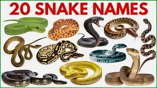 Snake Names for Kids |  Learn 20 Snakes Name in English with Sounds | Reptiles and Crawling Animals