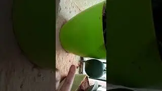 Growing Watermelon in my Balcony #plants #balconygardenideas