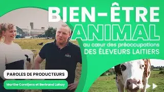 Paroles de Producteurs | Bien-être animal au cœur des préoccupations des éleveurs laitiers