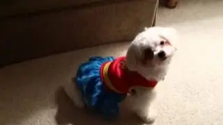 briennewonderwoman