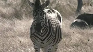 WildEarth - Sunrise Safari - 06 June 2020