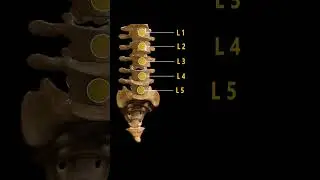 5 types of Vertebrae: 3d animation #humananatomy #spineanatomy  #biology