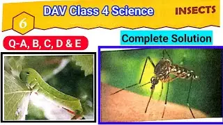 Insects Question Answer | Dav Class 4 Science Chapter 6 |