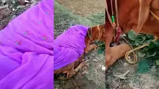 पशुओं में तीन दिन का बुखार कैसे पहचाने # three days sickness fever in cattle #animal treatment