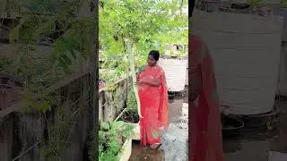 ఎంత పొడవు పొట్లకాయో ! #shorts #gardening #youtubeshorts