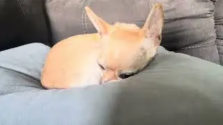 Little Cute Dog Goes To Sleep