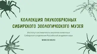 Коллекция паукообразных Сибирского зоологического музея ИСиЭЖ СО РАН