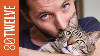 The Many Ways We Misread Our Pets: 80Twelve NewsFlash | 80Twelve