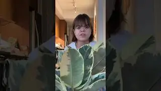 the 