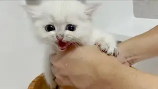 Kitten Leo screams when his butt is washed for the first time!