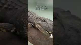 Have you seen our crocodiles? 🐊 