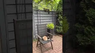 Маруся опять на заборе #cat #animals
