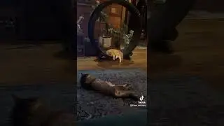 Expectation vs Reality: Orange Cat Edition