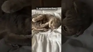 What does your cat's sleeping position mean?