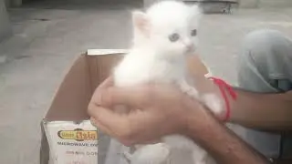 How to feed a kitten without mother cat | syringe and bottle feeding | pets & animals point: